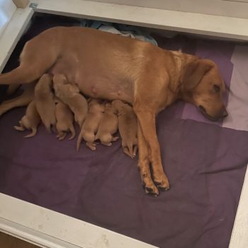 Kiara med de 7 Grönvik kennel valpar efter Grönviks Kiara och Pilens Holy Dumle