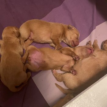 .jpg Grönviks kennel, jaktlabradorer valpar juli 2024