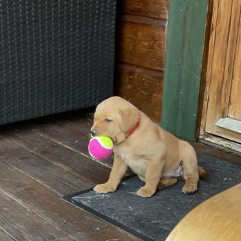 kola med boll Valp tik