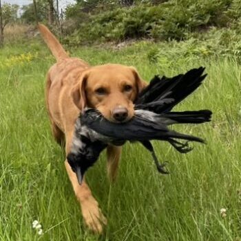 Grönviks kennel, Kiara, Nosework doftprov