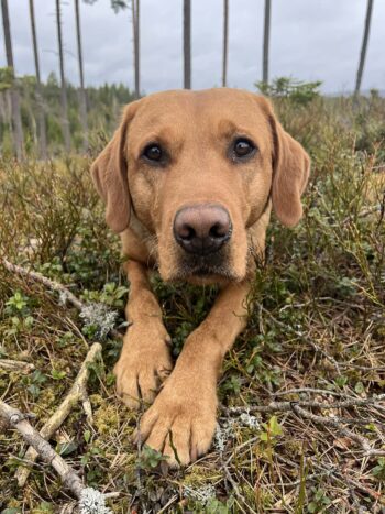 Grönviks kennel, Kiara, Nosework doftprov